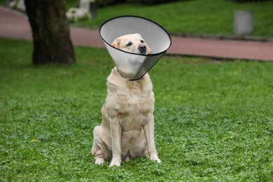 Adorable Labrador Retriever dog wearing Elizabethan collar on green grass outdoors