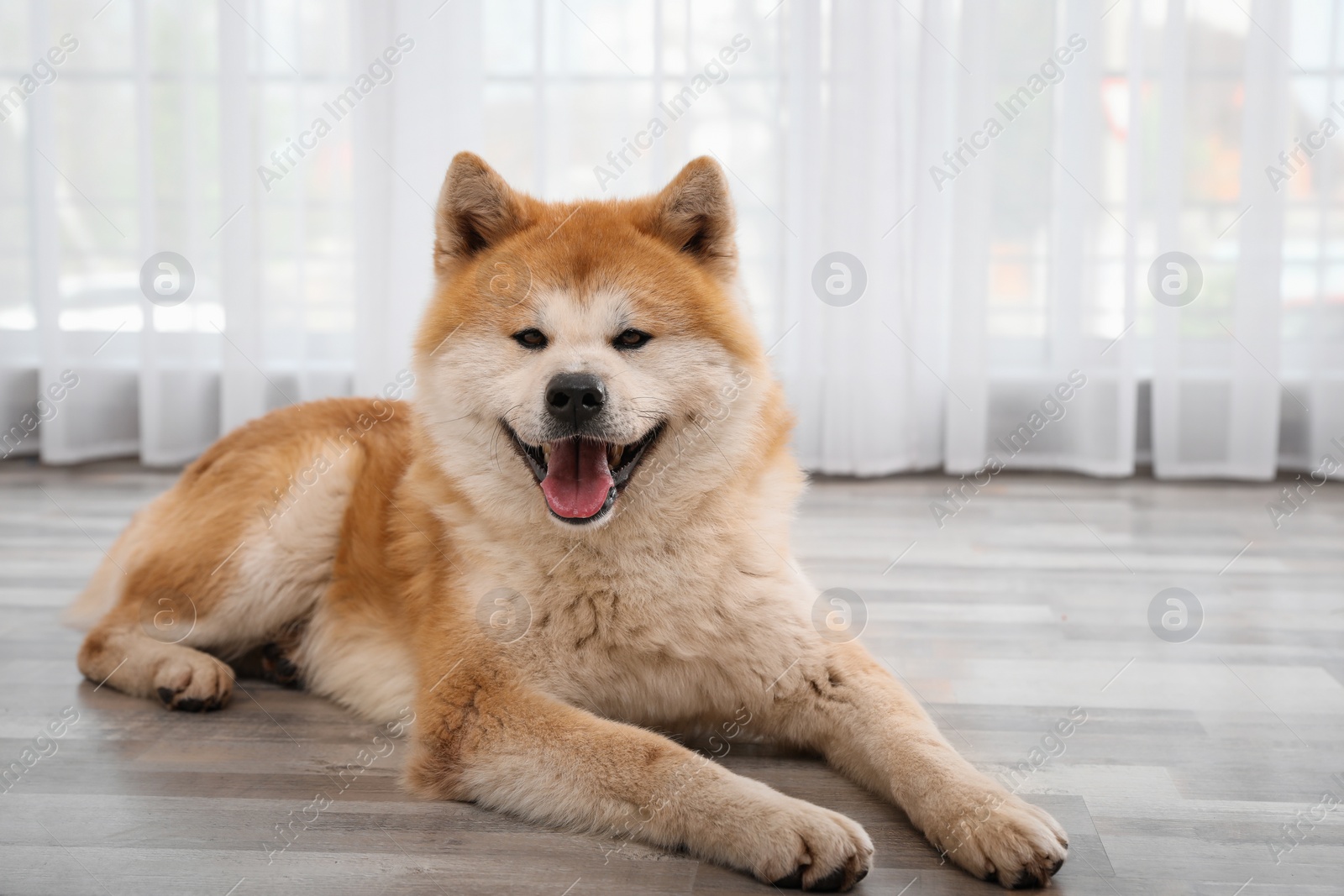 Photo of Cute Akita Inu dog on floor near window indoors