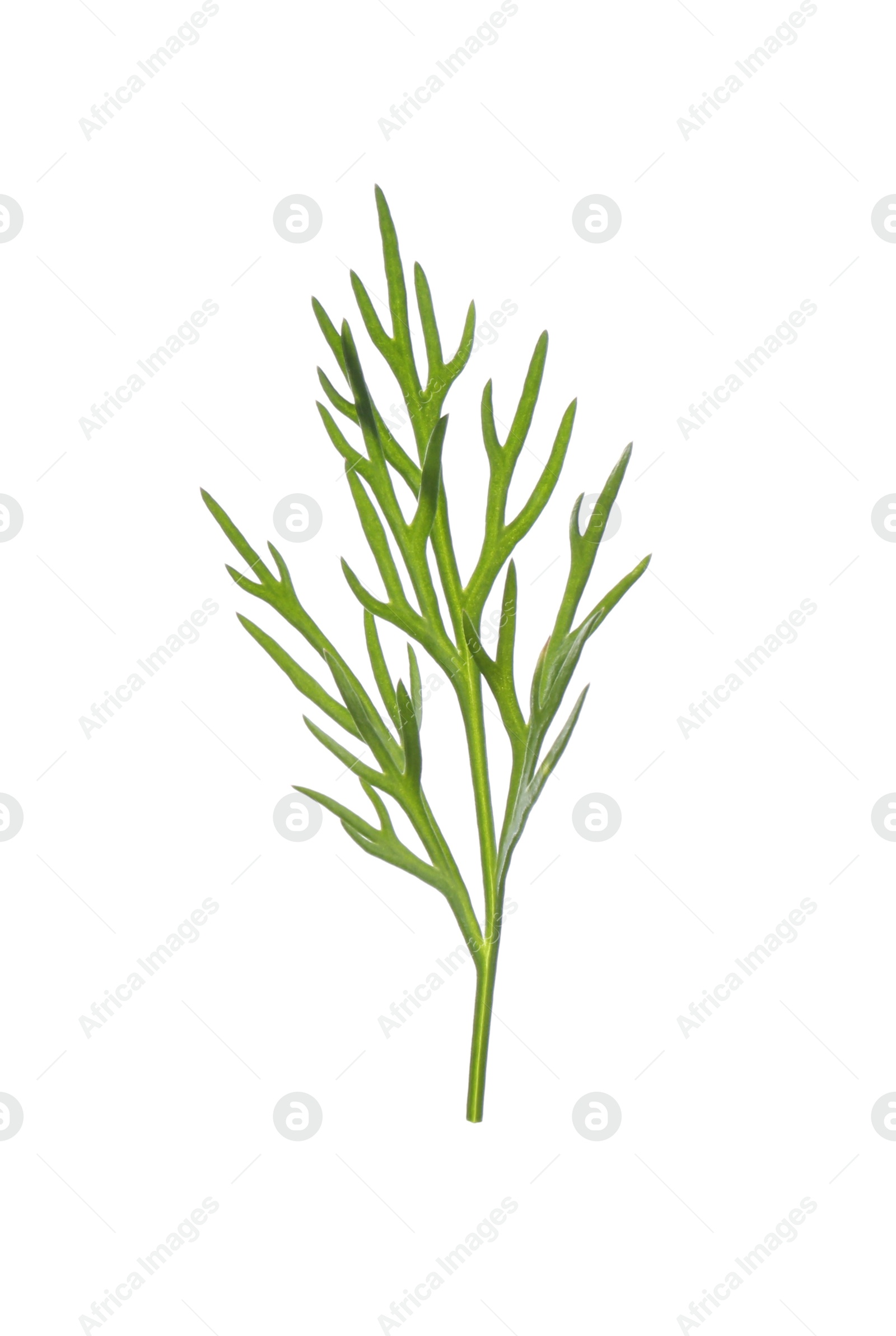 Photo of Sprig of fresh dill isolated on white