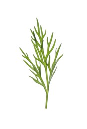 Sprig of fresh dill isolated on white