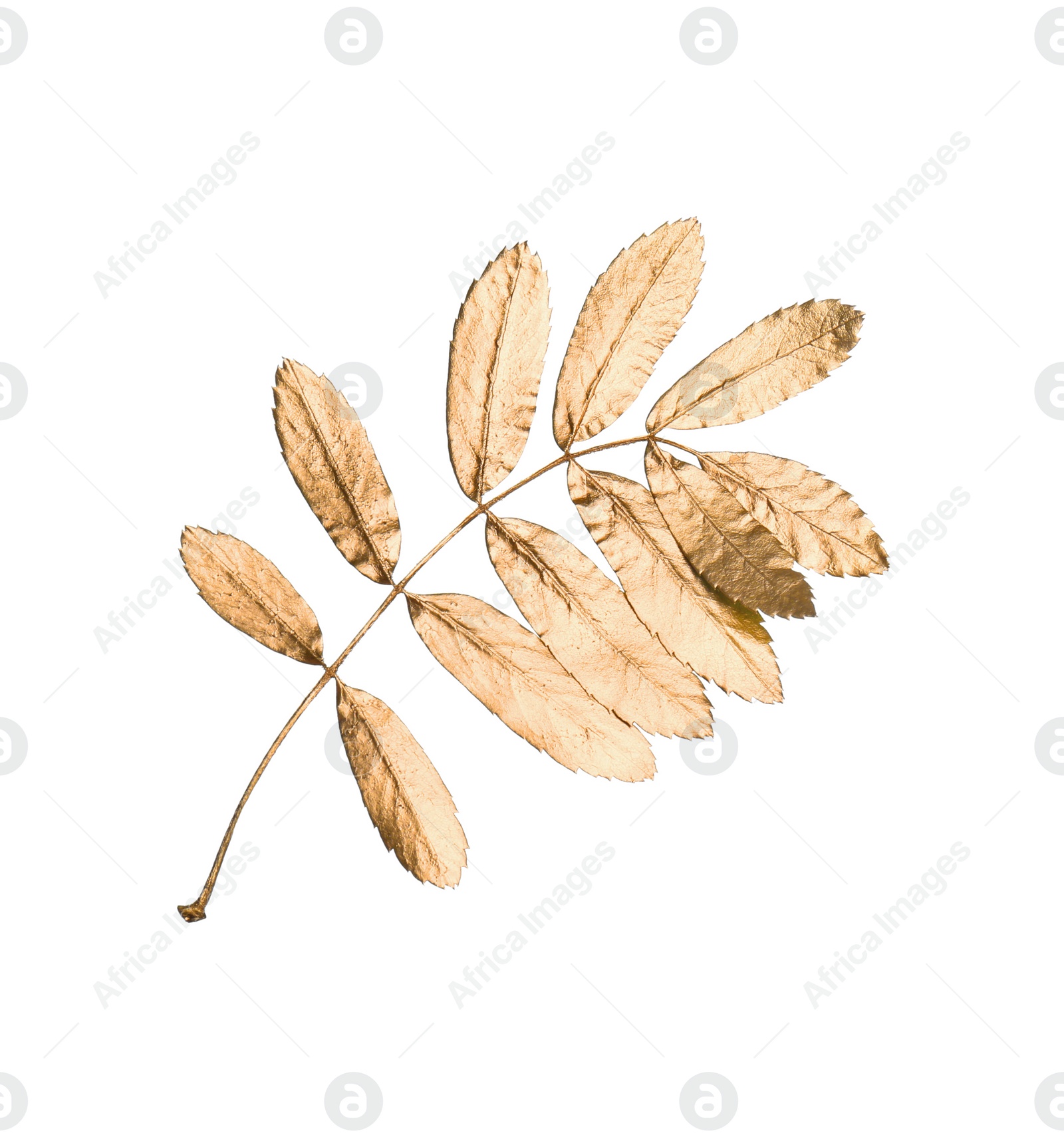 Photo of Twig of golden rowan leaves isolated on white. Autumn season