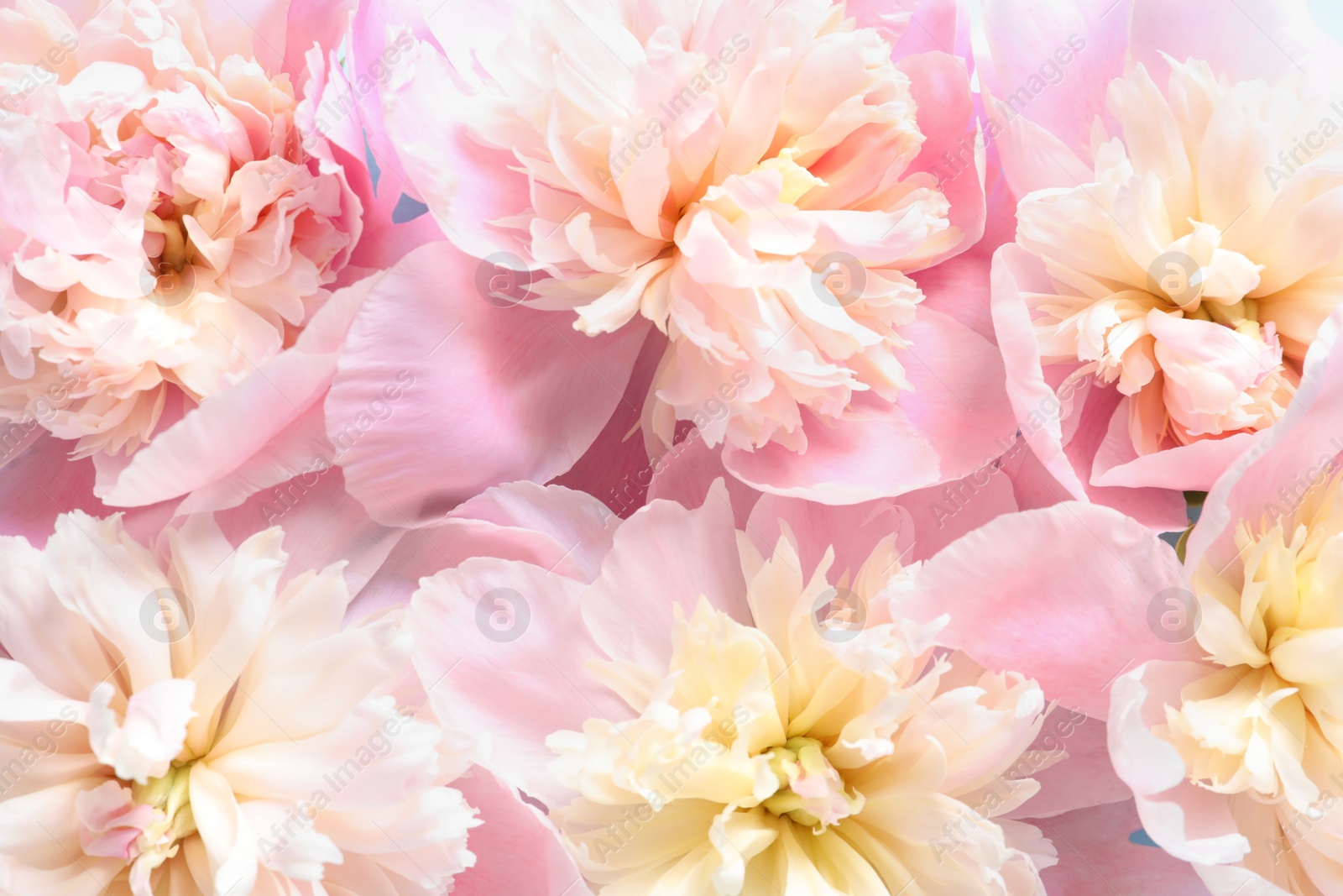 Photo of Beautiful fragrant peony flowers as background