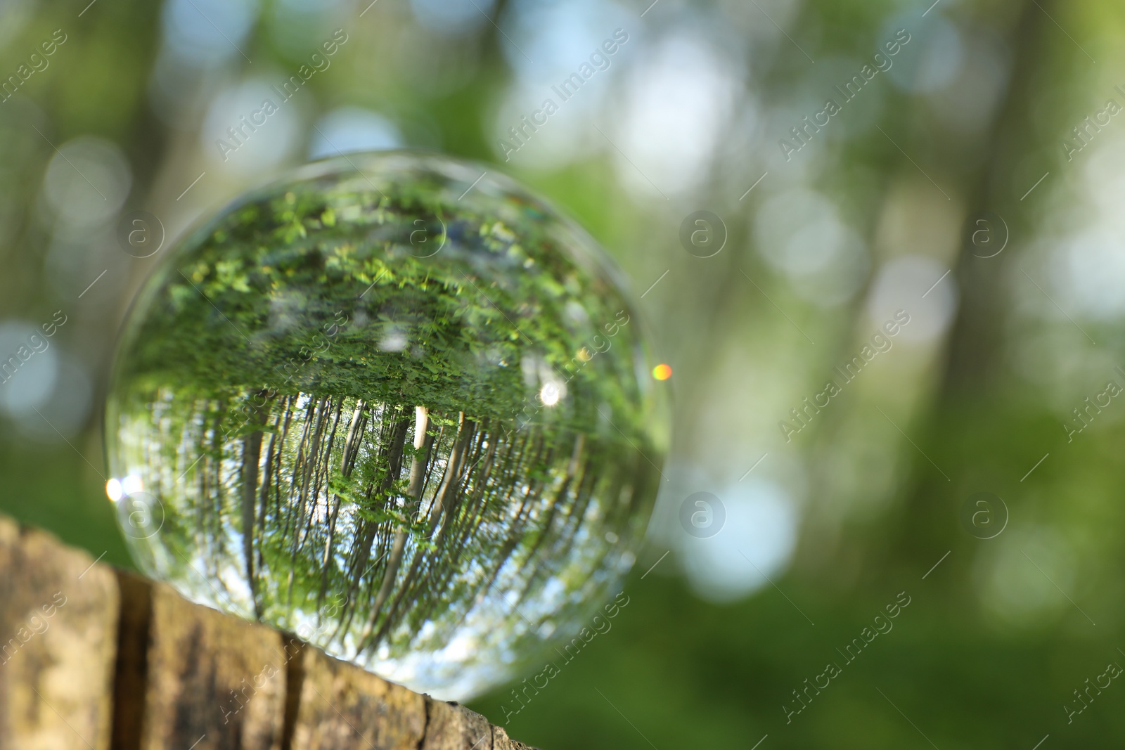 Photo of Beautiful green trees outdoors, overturned reflection. Crystal ball on stump in forest. Space for text