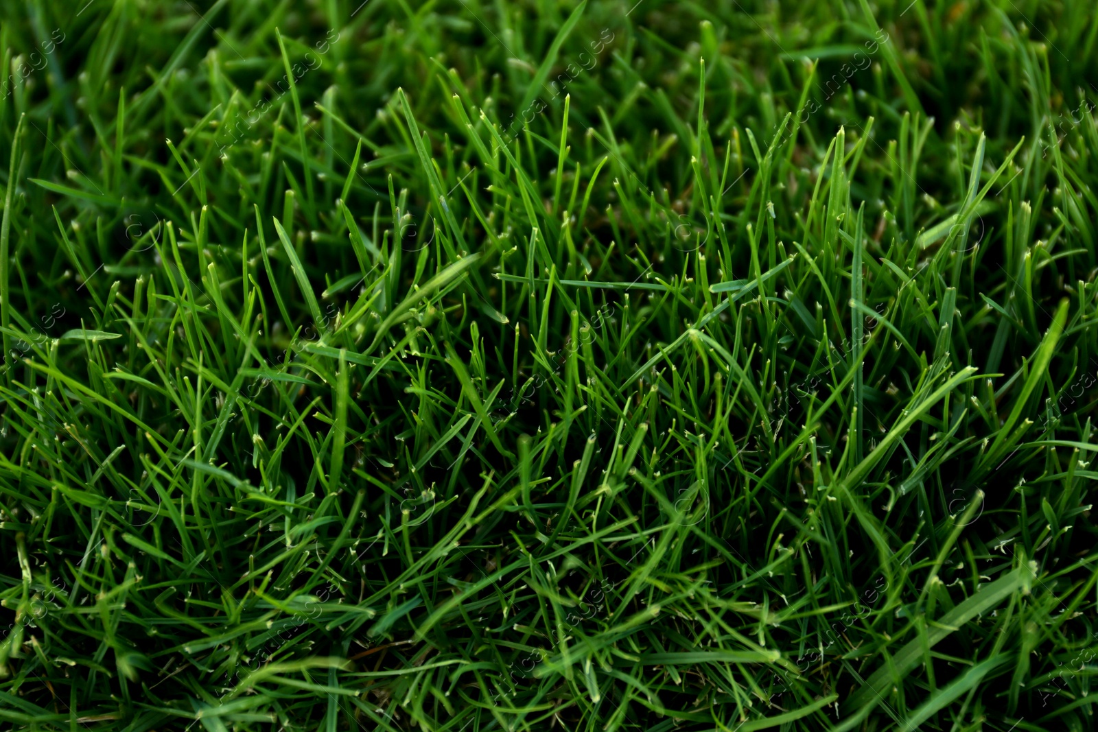 Photo of Green lawn with fresh grass as background