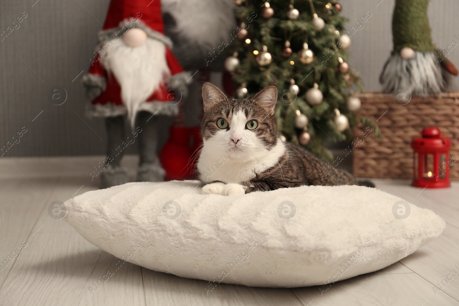 Photo of Cute cat lying on soft pillow near Christmas decor at home. Adorable pet