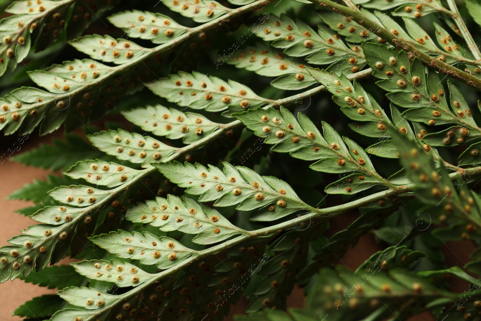 Photo of Beautiful tropical fern leaves as background, closeup