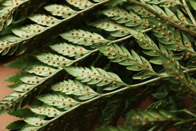 Photo of Beautiful tropical fern leaves as background, closeup