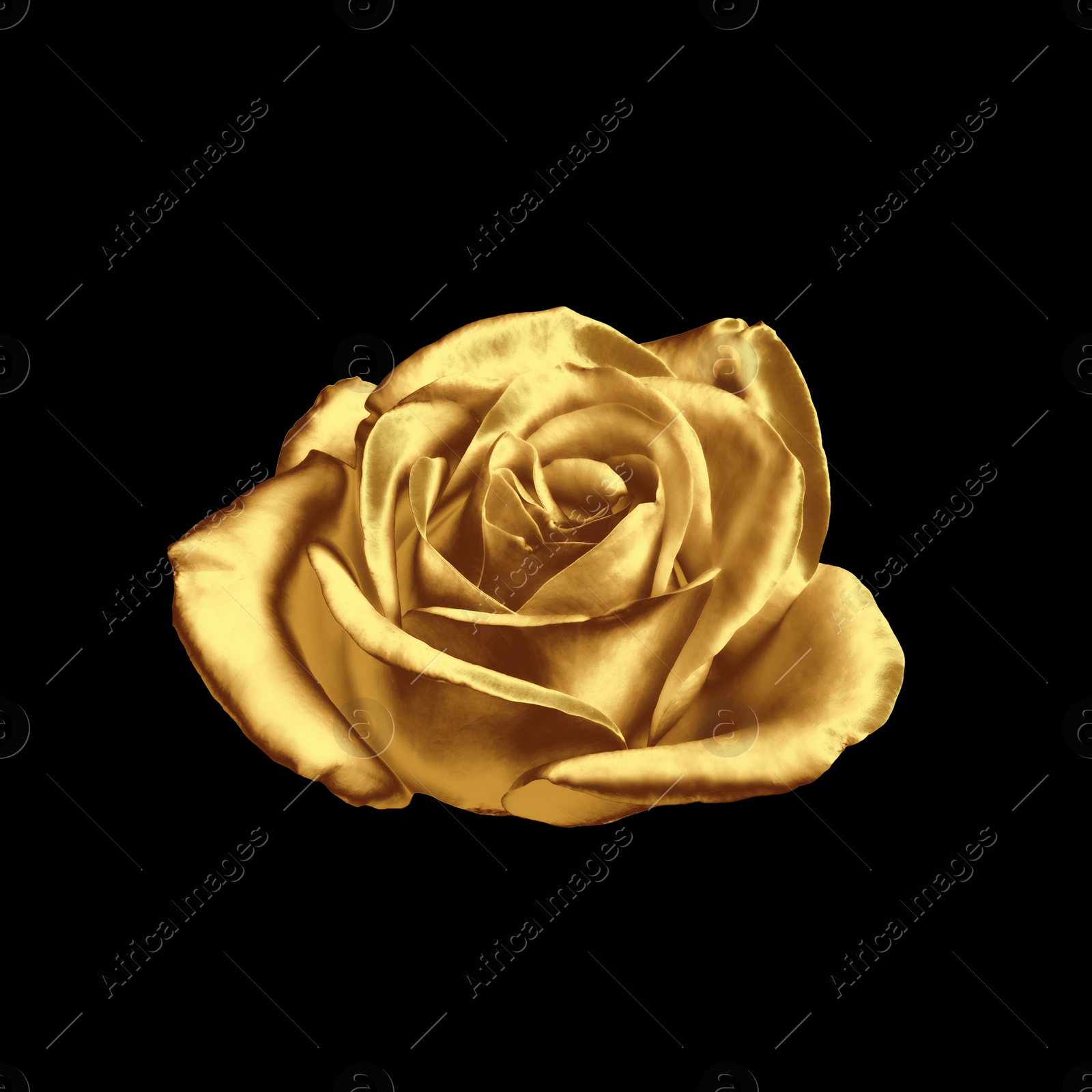 Image of Amazing shiny golden rose on black background