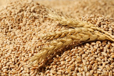 Photo of Ears of wheat on grains, closeup. Cereal plant