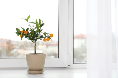 Potted citrus tree on windowsill indoors. Space for text