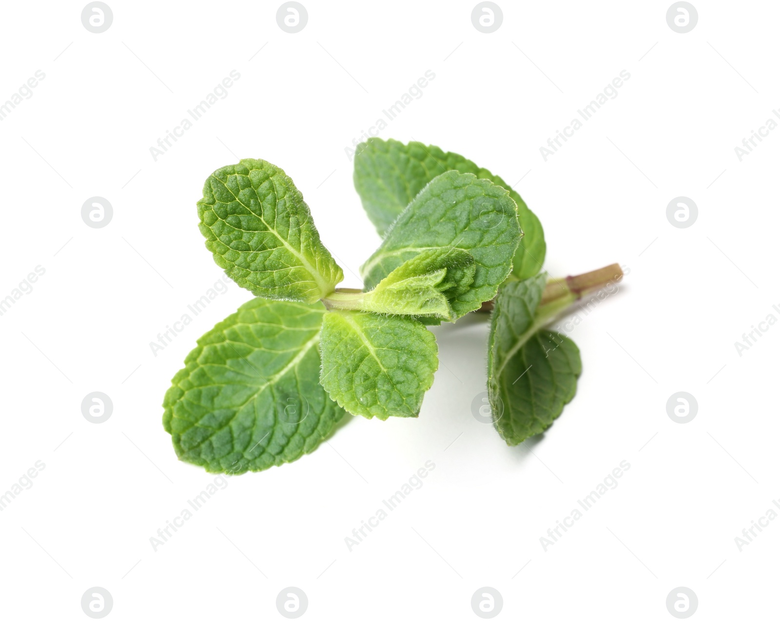 Photo of Twig of fresh mint isolated on white