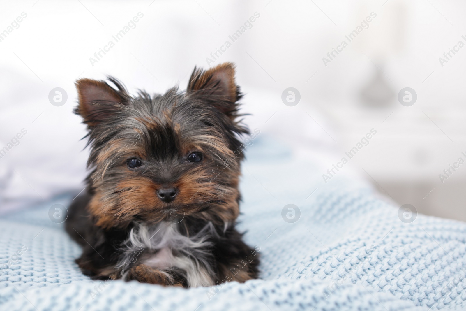 Photo of Cute Yorkshire terrier puppy on bed, space for text. Happy dog