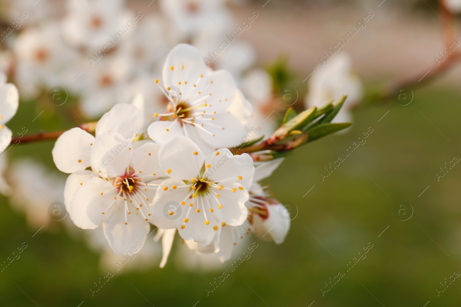 Photo of Branch of beautiful blossoming plum tree outdoors, closeup. Spring season