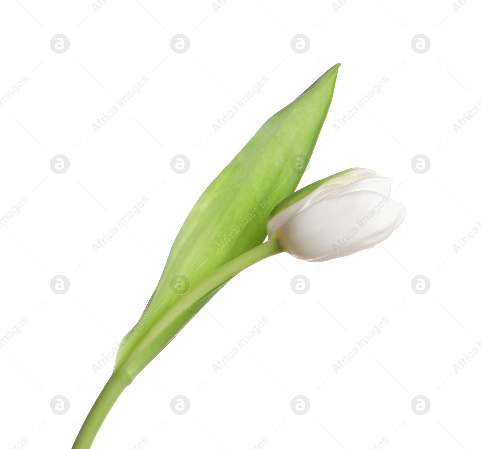 Photo of One beautiful delicate tulip isolated on white