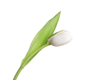 One beautiful delicate tulip isolated on white