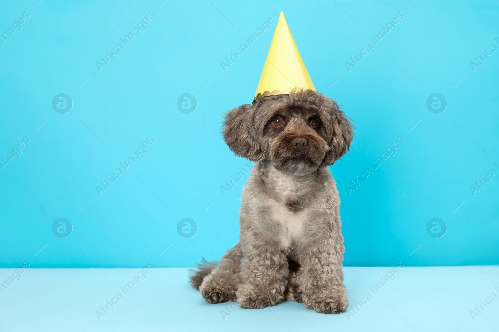 Photo of Cute Maltipoo dog with party hat on light blue background, space for text. Lovely pet