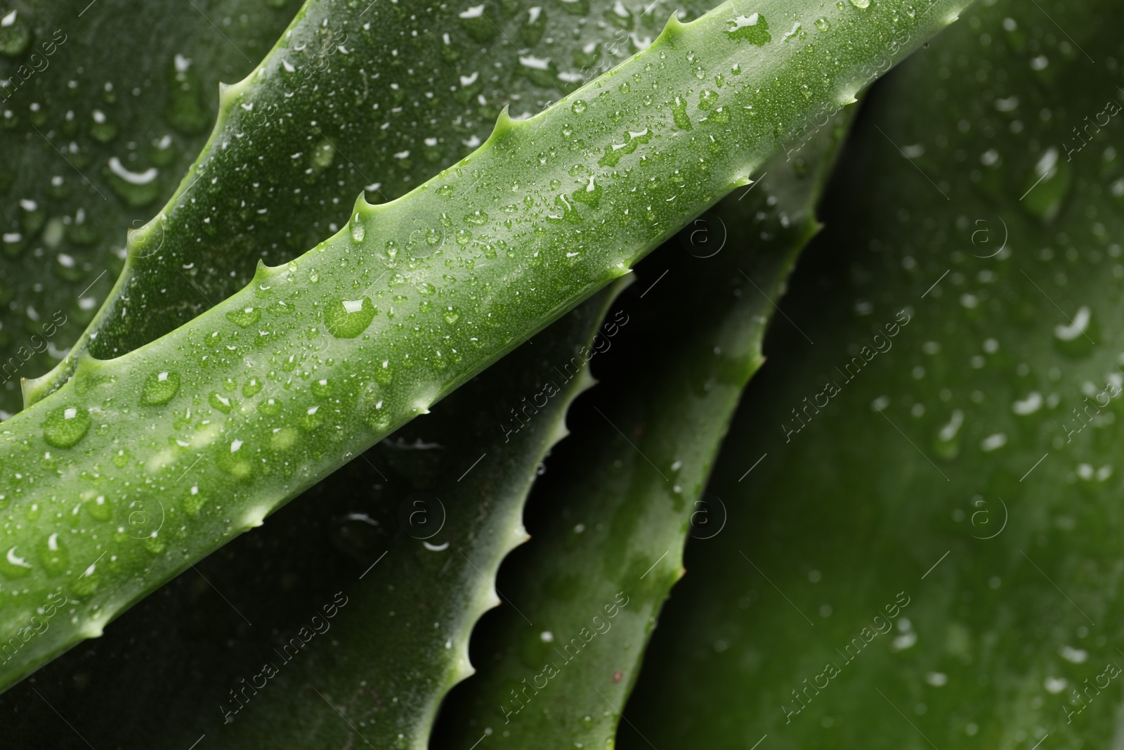 Photo of Fresh aloe vera leaves with water drops as background, closeup