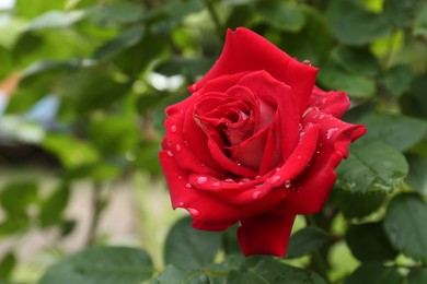 Photo of Beautiful red rose flower with dew drops in garden, closeup. Space for text