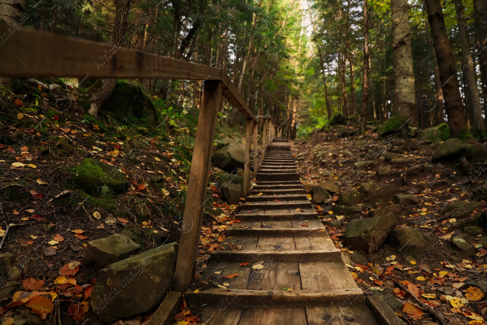 Photo of Picturesque view of wooden stairs in beautiful forest on autumn day