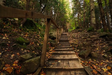 Photo of Picturesque view of wooden stairs in beautiful forest on autumn day