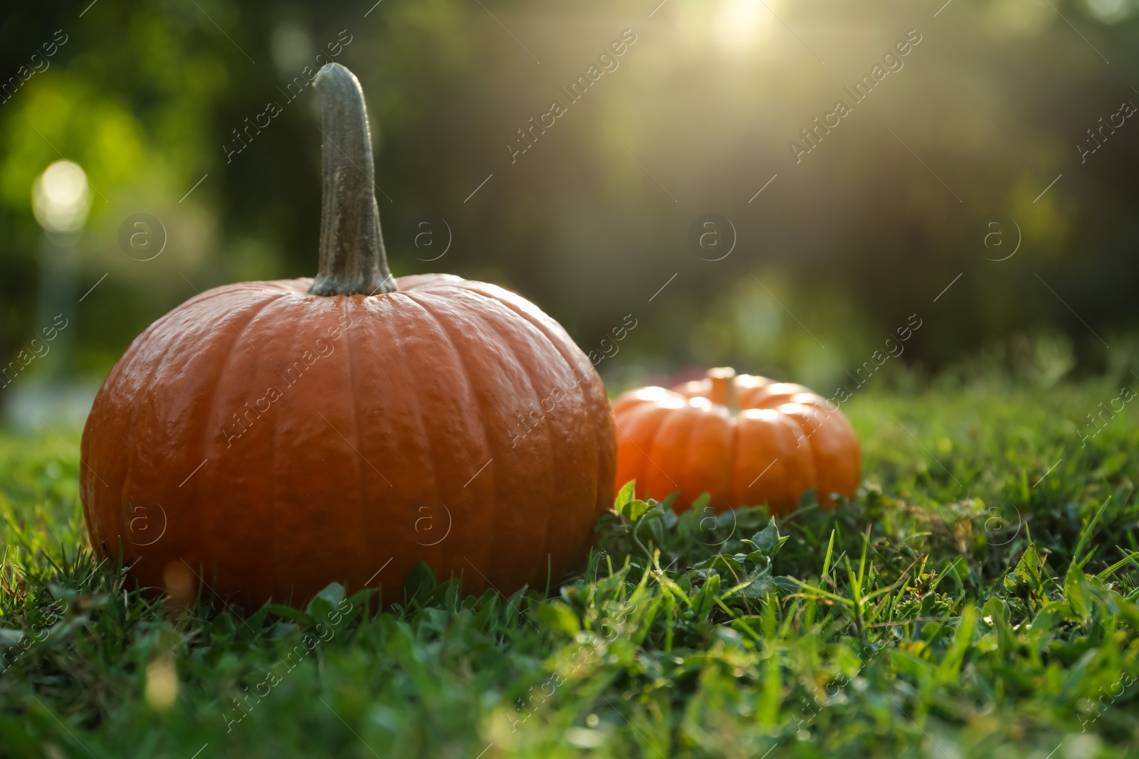 Photo of Fresh ripe orange pumpkins on green grass