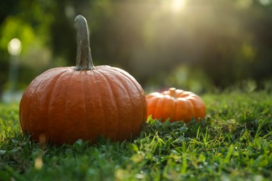 Fresh ripe orange pumpkins on green grass