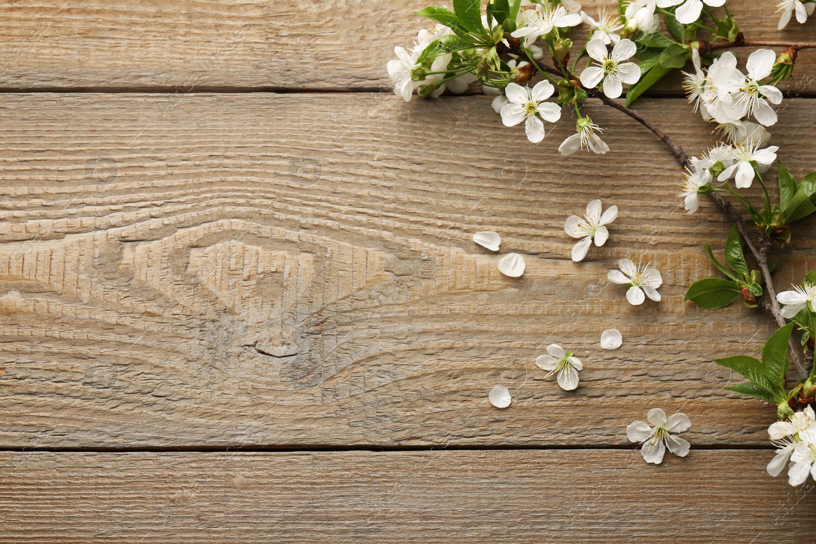 Photo of Spring branch with beautiful blossoms, leaves and petals on wooden table, top view. Space for text