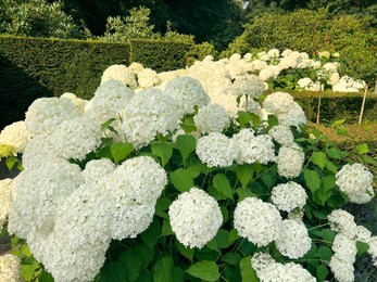 Blooming hortensia shrub with beautiful white flowers outdoors