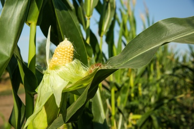 Photo of Ripe corn cob in field on sunny day, closeup