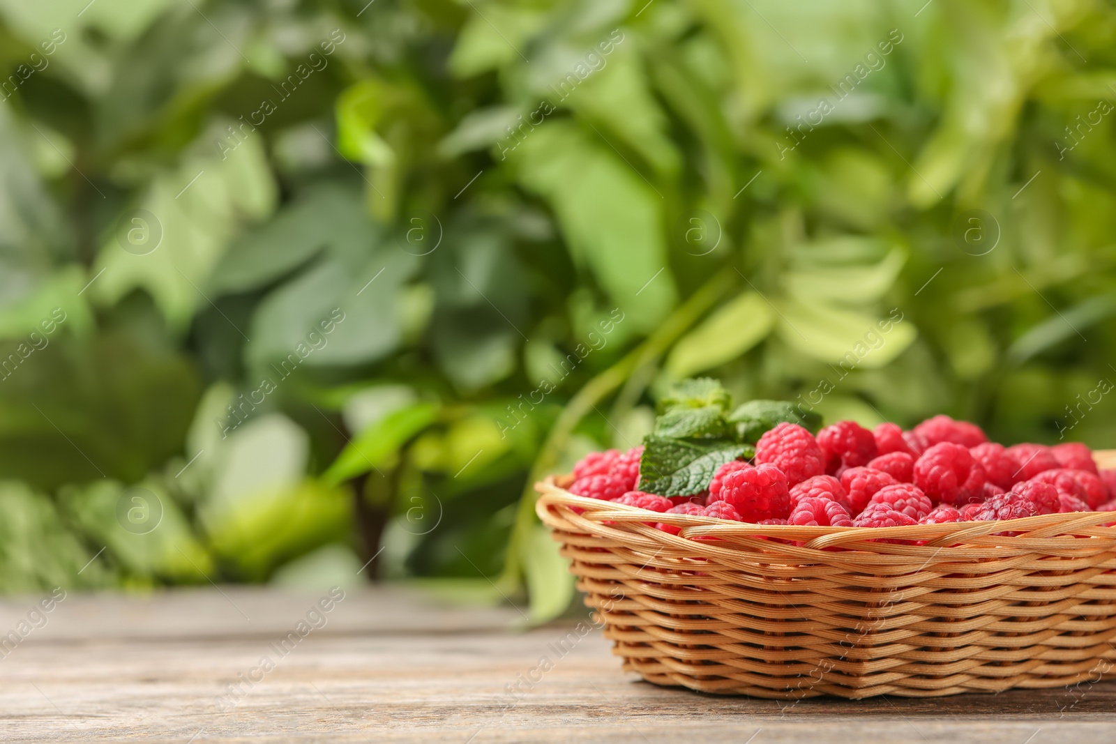 Photo of Wicker basket with ripe aromatic raspberries on table against blurred background