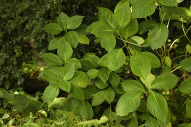 Photo of Beautiful plant with lush green leaves in park