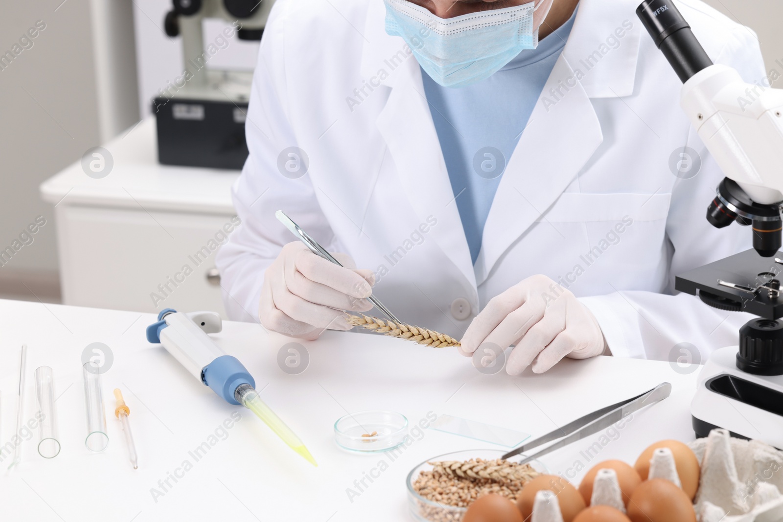 Photo of Quality control. Food inspector examining wheat spikelet in laboratory, closeup