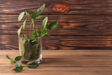 Photo of Aromatic fresh bay leaves in glass on wooden table, space for text