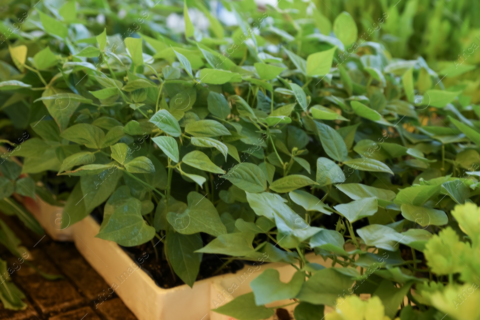 Photo of Beautiful bean seedlings in tray on table