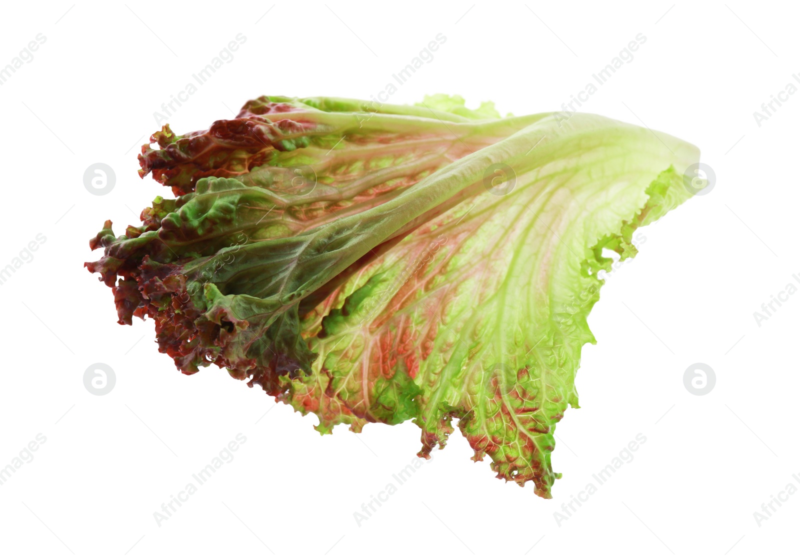 Photo of Leaf of fresh red coral lettuce isolated on white