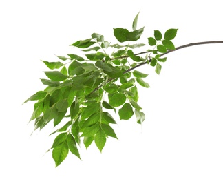 Photo of Beautiful tree branch with green leaves on white background