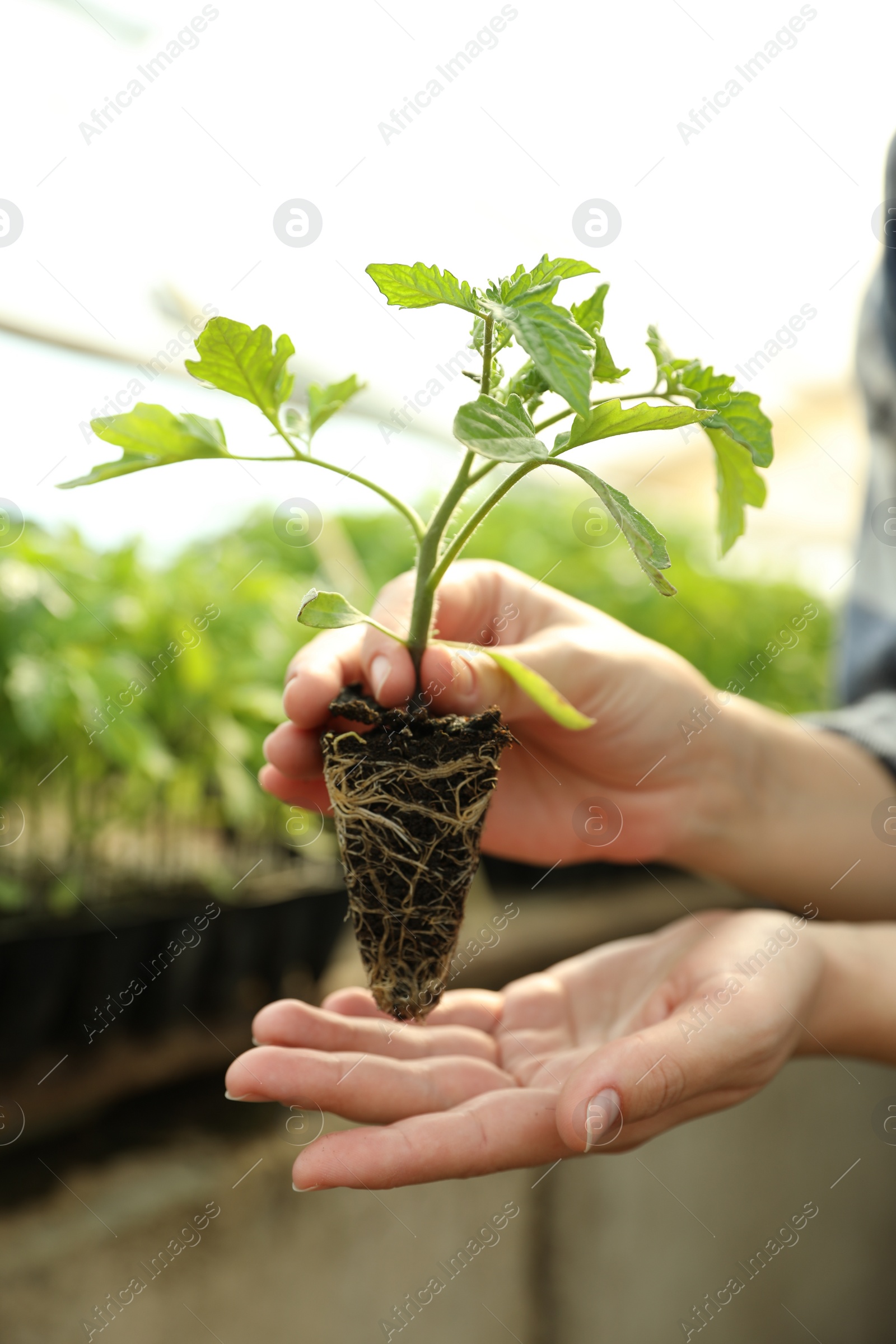 Photo of Woman with tomato seedling in greenhouse, closeup