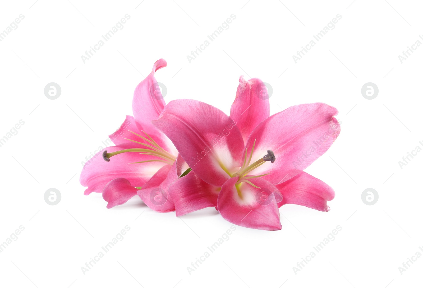 Photo of Beautiful pink lily flowers isolated on white