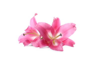 Beautiful pink lily flowers isolated on white