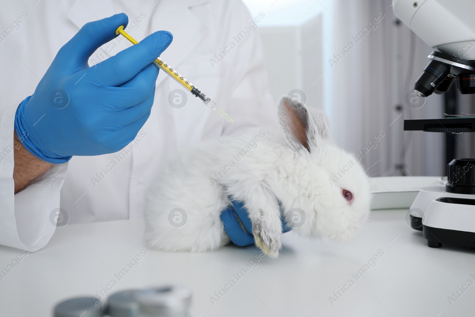 Photo of Scientist with syringe and rabbit in chemical laboratory, closeup. Animal testing