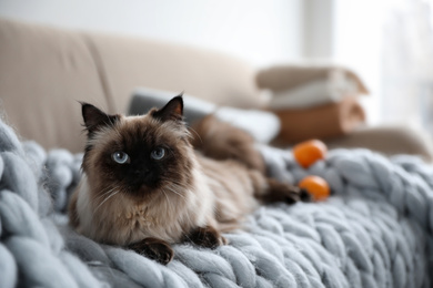 Photo of Cute Balinese cat on sofa at home. Fluffy pet