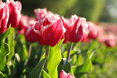 Photo of Beautiful pink tulip flowers growing in field on sunny day, closeup