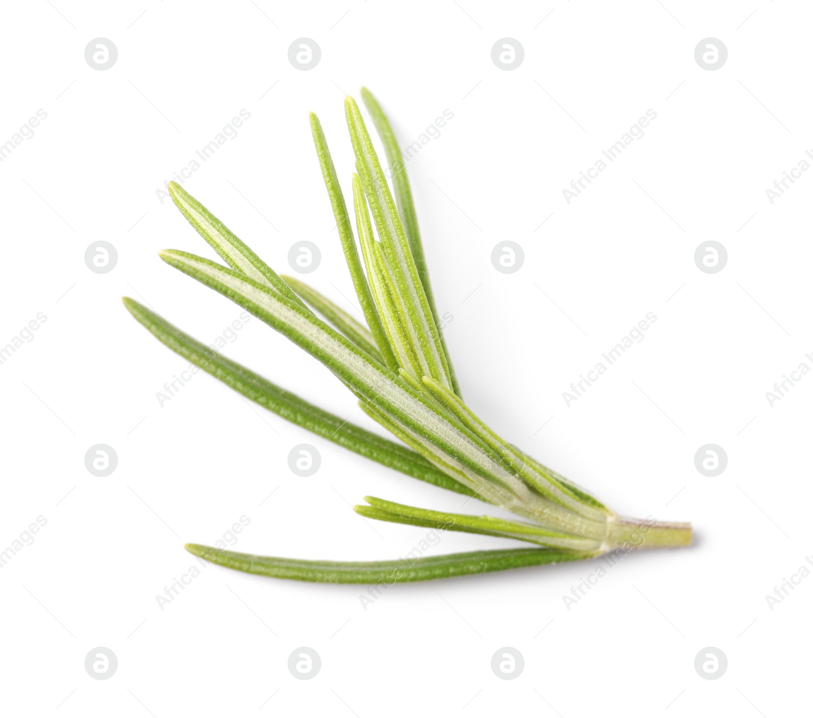 Photo of Aromatic fresh green rosemary isolated on white