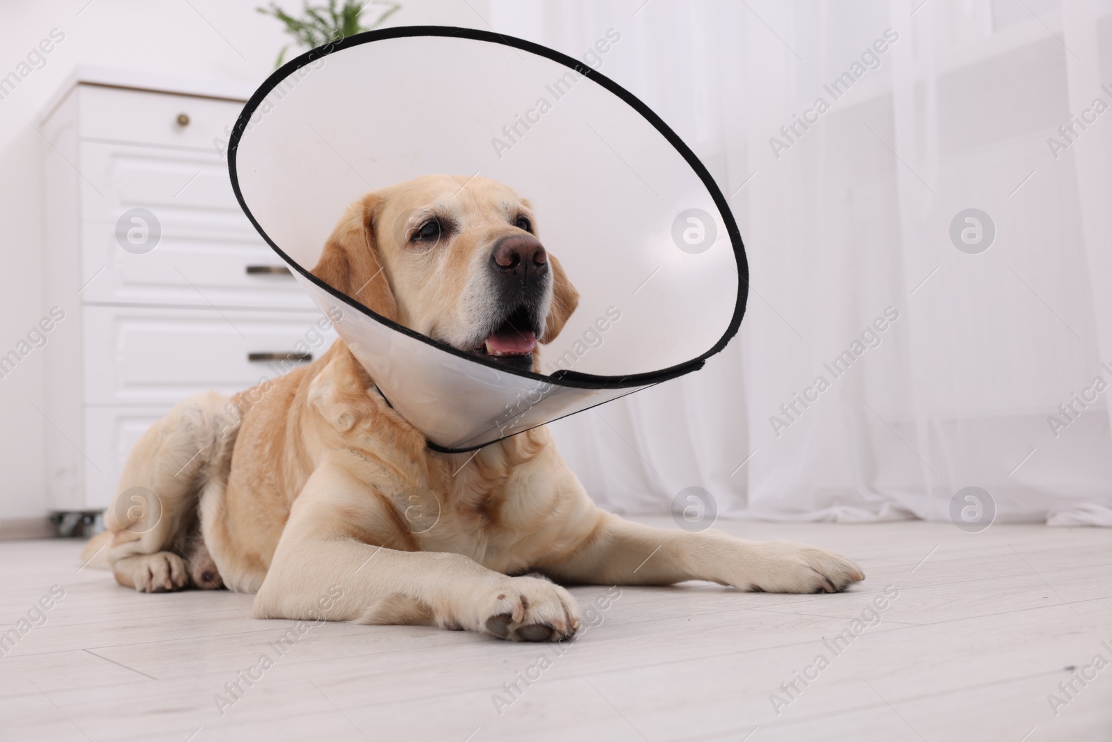 Photo of Cute Labrador Retriever with protective cone collar lying on floor in room