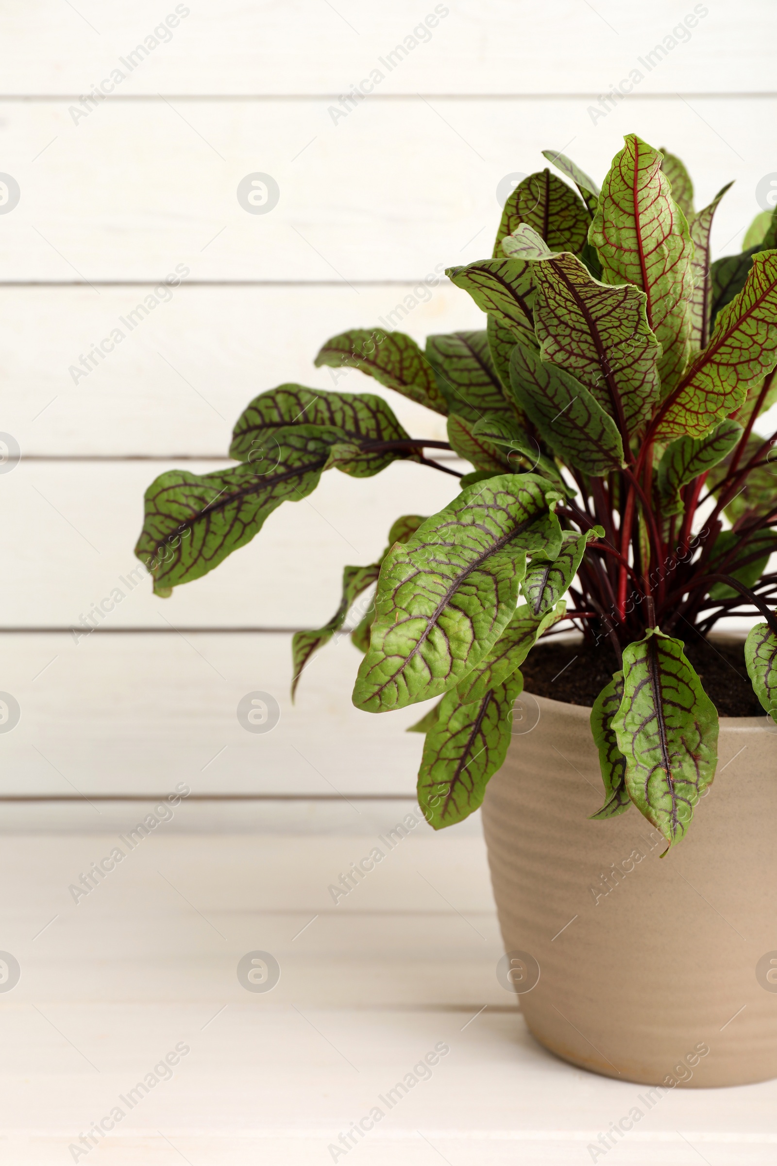 Photo of Potted sorrel plant on white wooden table