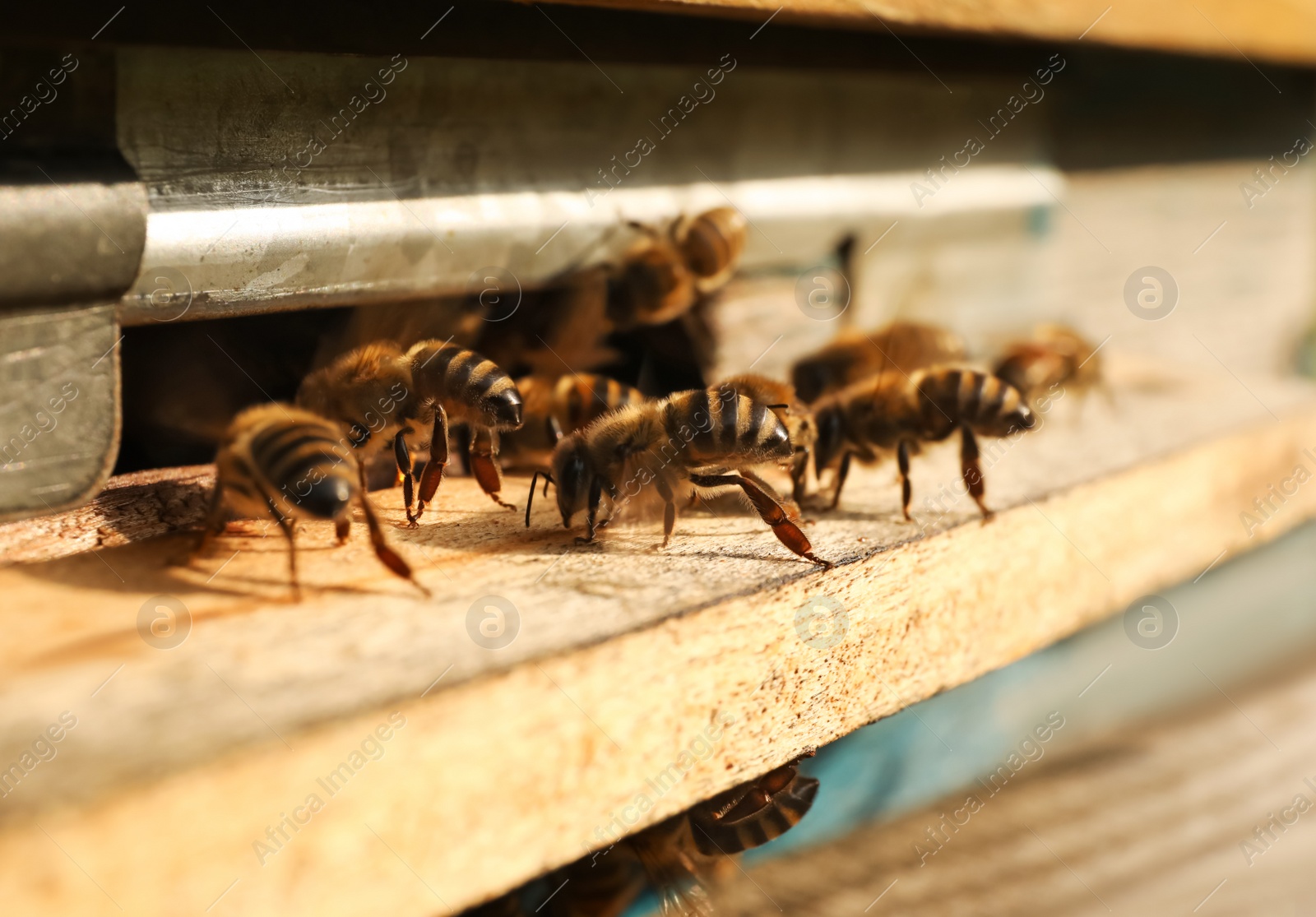 Photo of Closeup view of wooden hive with honey bees on sunny day