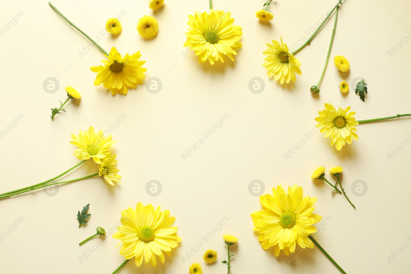 Photo of Beautiful chamomile flowers on color background, flat lay with space for text