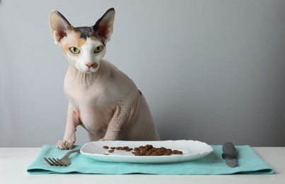 Photo of Beautiful Sphynx cat and plate of kibble served on white table against grey background. Space for text