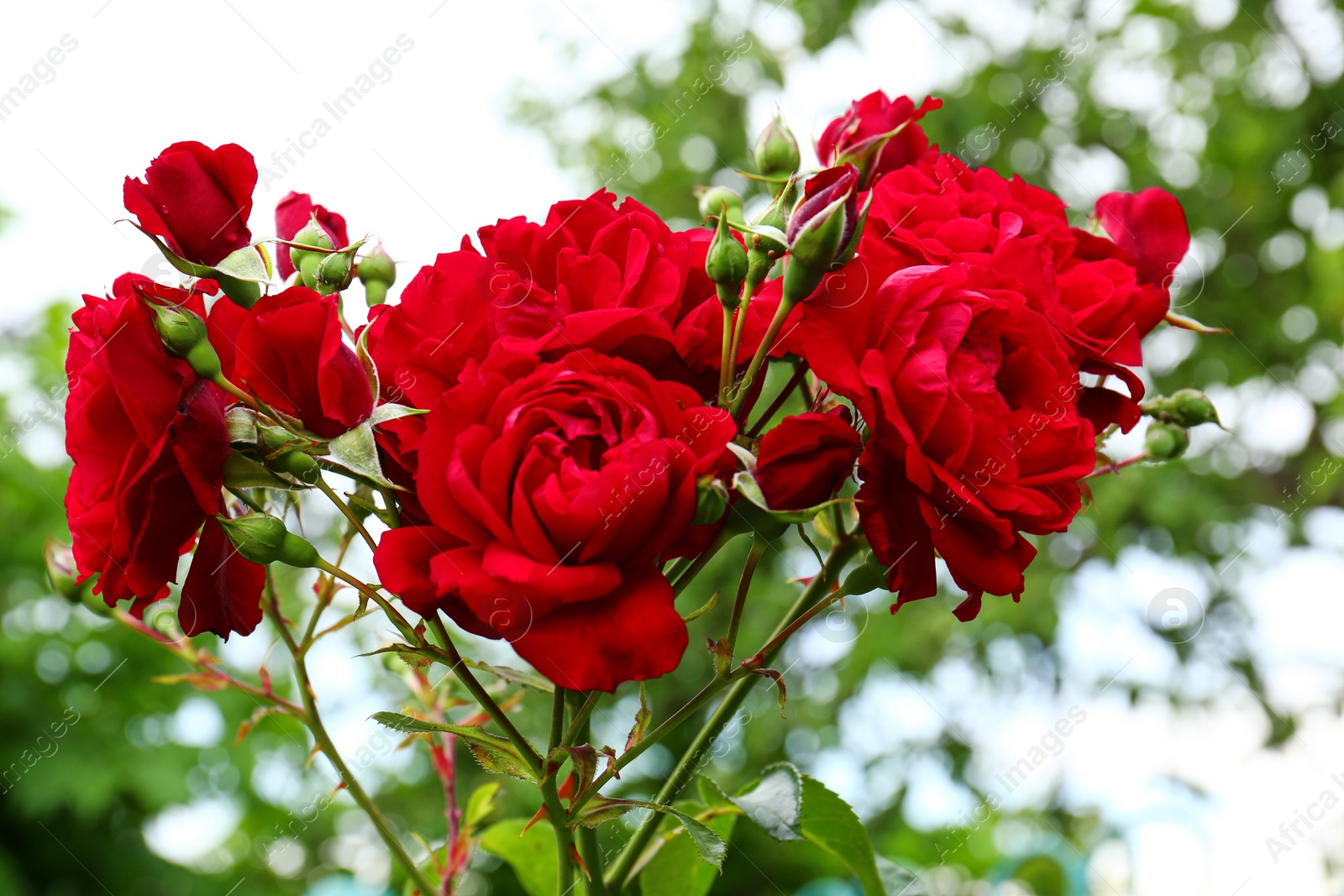 Photo of Beautiful blooming roses in green garden, closeup view