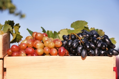 Fresh ripe juicy grapes in wooden crate against color background